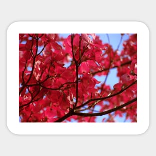 Pink Dogwood Sticker